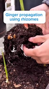 2.3K views | How to Grow Ginger Plants: The Complete Guide to Ginger Root #flowers #ginger #tropicalflowers #tropicalplants #gingerplant #nature #tropical #tropicalgarden #heliconia #flowersofinstagram #flowerlovers #plantsofinstagram #gingerflowers #redginger #flower #floweroftheday #botanicalgarden | Caping Hijau | Facebook