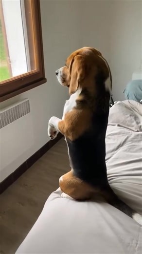 She did it again, just for you. 📷: TT/IG @utalabeagle | Beagle Unity