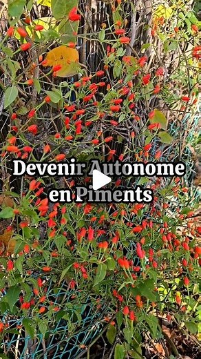 Permaculture au jardin on Instagram: "🌶 Comment être autonome en Piments toute l'année ? 🔥 👨‍🌾 La culture du piment est une des plus faciles quand on débute au potager. Et en plus, on peux conserver ses pieds comme les poivrons et aubergines d'une année sur l'autre et produire en continu ☀️ Si l'on est en climat méditerranéen, il suffit de planter ses pieds de piments plein soleil, à l'abri des vents, contre un mur par exemple. Avec soit un sol fertile, soit un apport de compost généreux au