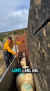 8.5K views · 25 reactions | Ang innovation, minsan nagsisimula lang sa simpleng gate. #farming | Infactz Hub | Facebook