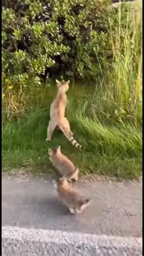 Understanding Cat Lifespan and Welfare Considerations