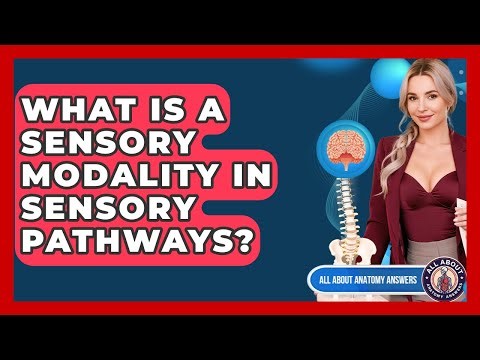 What Is A Sensory Modality In Sensory Pathways? - All About Anatomy Answers
