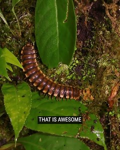 11K views · 112 reactions | Found A Python Millipede! | Brave Wilderness | Facebook