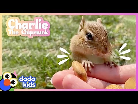Tiny Chipmunk Gives The Best High Fives! | Dodo Kids