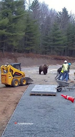 Worker Plays Dead as Curious Bear Sniffs Him! 😳🐾🐻 | Construction Site Surprise #viralshorts