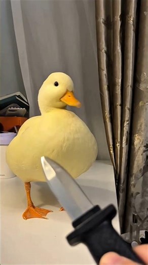 Cold Duck ke Ajeeb Secrets 🦆 Aakhri wala dekhke pet pakad ke hassoge 😂 #shorts #duck #facts #animals