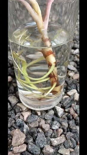 Easy planting method #shorts#viralshorts