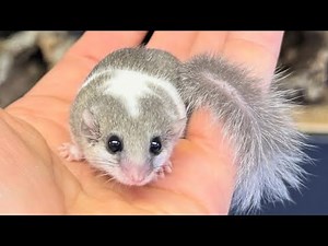 Micro Squirrels (African Pygmy Dormouse)