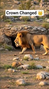 The Jungle Crown Goes To WARTHOG