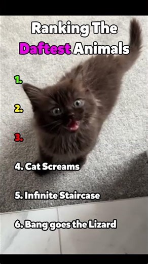 Ranking the DAFTEST Animals 🙄🦊 #Silly #Animals #Ranking #Shorts