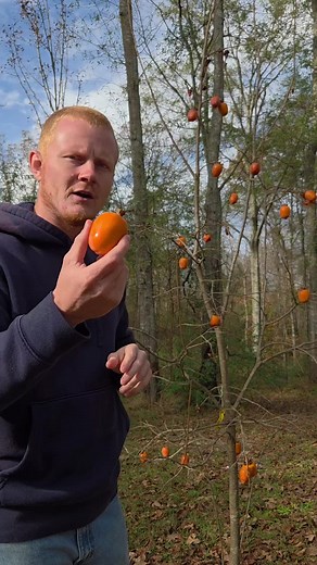 Growing and Eating Persimmons in Mississippi