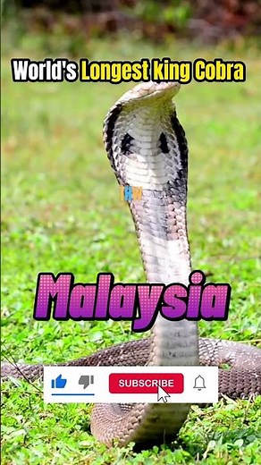 Longest King Cobra in the World | #biggest #largest #kingcobra