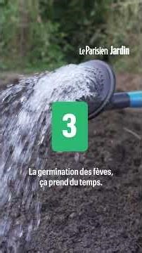 The secret to sowing broad beans: the complete guide to a delicious vegetable and fertile soil!