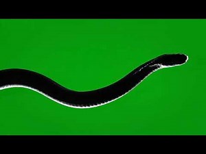 Cinematic Snake Silhouette Green Screen Effect - Free VFX Download