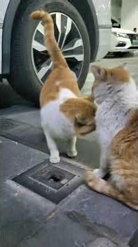 Master Egg Yolk & Master Erhuang: The Stray Cats' Musical Adventure