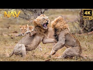 AFRICAN KINGDOM | The Lion's Ultimate Battle for Supremacy | Wild Animal Documentary