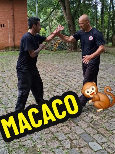 Understanding Kung Fu Animals: The Monkey Style