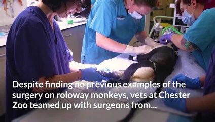 Critically endangered monkey gives birth after surgery saves her foot