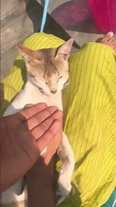 আমাদের বিলাই কই 🤣🤣গুমাই #cat #funny #cute