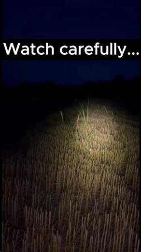 Ghosts in Field at Night