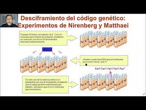 El código genético V23