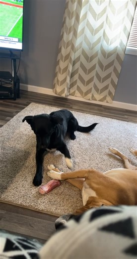 Tell me your dog doesn’t like to share toys, I’ll go first. #TakeTheDayOffChallenge #dog #lab #bordercollie #Jinks