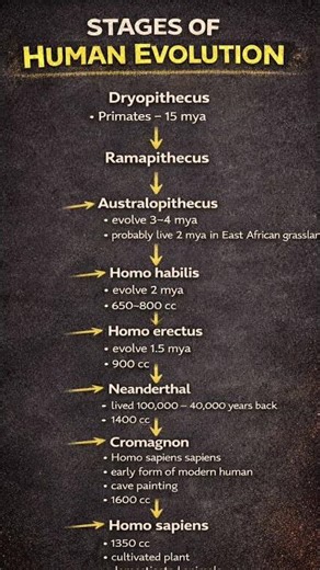 Stages of Human Evolution | Dryopithecus to Homo sapiens