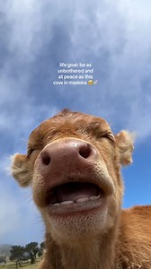 255K views · 62 reactions | Moo-d in Madeira: Living the Good Life ❤️ #visitmadeira #ilovemadeira #lifegoals #Wanderlust #bucketlist #tripadvisor #travelawesome #naturegram #privatetours #madeiranowordsneeded Video from Tiktok Hollietraveldiary | My Guide Madeira Tours | Facebook