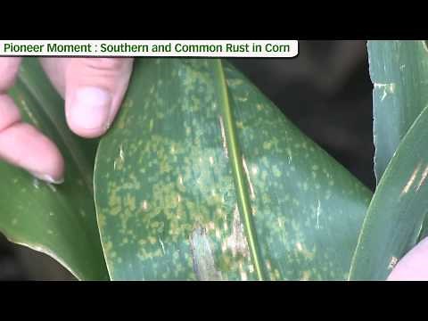 Southern and Common Rust in Corn