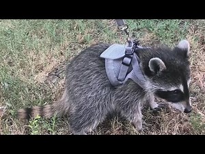 The dangers of pet raccoons