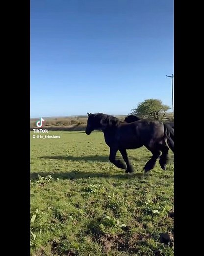 Contessa & Nero | Beautiful Black Friesian Horses Running & Galloping with Joy