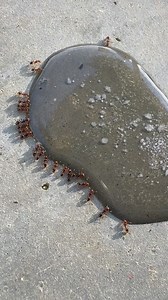 2.3M views · 16K reactions | How to get RID of ANTS  in your garden or house #ants #garden #gardeninghacks #gardening #how to #pestcontrol | Salty Acres | Facebook