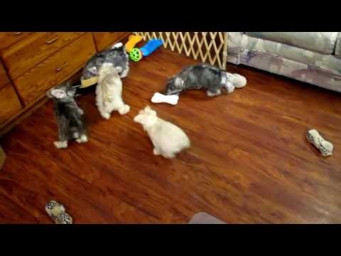 Schnoodle's AKA Schnauzer / Poodle Puppies (Mini's)