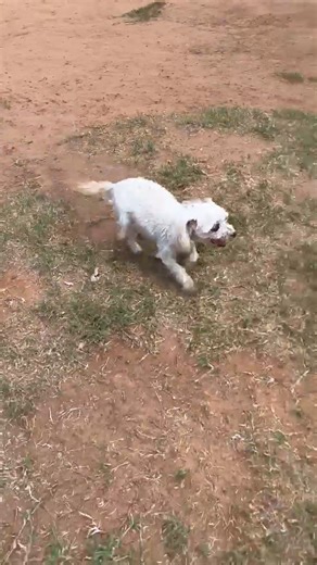 10K views · 350 reactions | The PURE HAPPINESS of a rescued breeder dog running around a yard for the first time! 凉 Peggy, a three (and a half) legged Maltese, spent the first 9 years of her life as part of a large scale breeding operation. She has left that life far behind and her smile says it all! #rescuedismyfavoritebreed #rescuedogs #happy | Mutt Misfits Animal Rescue Society | Facebook