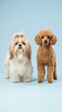 Shih Tzu + Other Breeds… What Happens? | Bio Merge