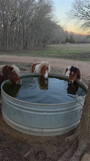 Tex, Matt Dillon and Ms Kitty. I think Tex ate a goldfish. Did you know? Miniature horses typically live for 25 to 35 years, with some living over 30 or 40 years with proper care. #jacksonranch #homestead #rancho #horses #fyp