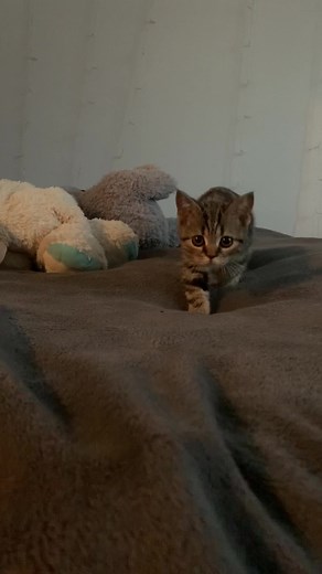 Joyful Cat Mia Jumping Compilation