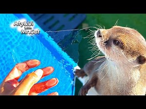 Funny Otters with a Frozen Pool [Otter Life Day 810]