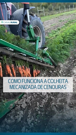 A colheita de cenouras é feita com máquinas chamadas colheitadeiras de raízes, que arrancam os vegetais do solo, cortam as folhas no tamanho ideal e os depositam direto em caixas. O processo é rápido, reduz esforço físico e mantém a qualidade do produto. Com apenas duas pessoas, uma operando e outra supervisionando, é possível colher grandes áreas em pouco tempo. Além de aumentar a produtividade, a mecanização ajuda a evitar perdas em períodos de chuva, permitindo colher antes que o solo encharq