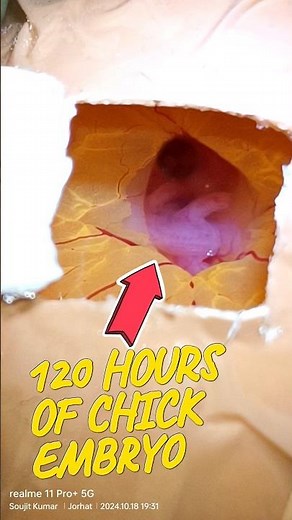 120 Hours of Chick Embryo #experiment #embryonic #chickdevelopment #developmentbiology