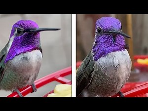 Costa's Hummingbird Shows Off His Unique Dance // BEAUTIFUL WILDLIFE