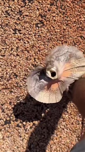 Australia is home to some of the strangest animals on Earth. Honestly… some of these look like AI made them. From tiny dancing spiders to dragons that look straight out of a fantasy movie, these Australian animals look completely unreal. Which one looks the most fake to you? Comment below 👇 #lizards #seacreatures #extinct #fypシ