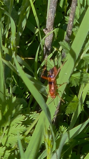Ichneumonid wasp⚡️