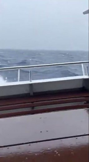 Historic Encounter – A Shark Lunges onto the Boat