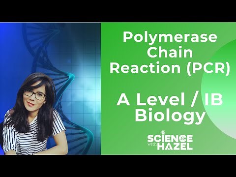 Polymerase Chain Reaction (PCR) | A level & IB Biology | Science with Hazel