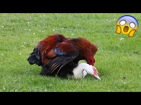What happens when a rooster mates with a duck?