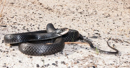 Discover the Black Snakes in Florida