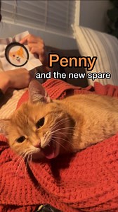 oh how the turn tables… | Penny the Ginger Cat