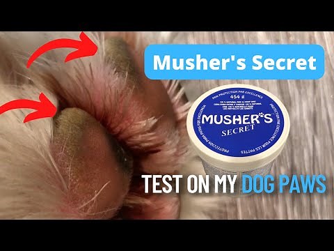 Hyperkeratosis? Going to test out Musher's Secret wax balm on my Dog's Paws! DIY Demonstration