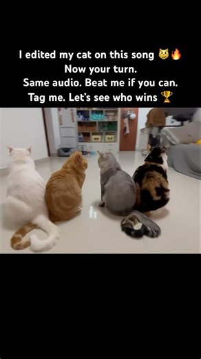 Cat Edit Challenge